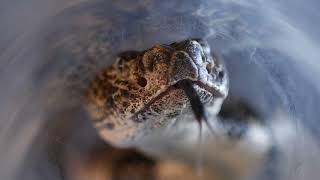 A Rattlesnake Gets an Annual Checkup ๐
Watch how our veterinary team and reptile keepers conduct an annual physical exam on our timber rattlesnake, Duane!
Video Description: Aquarium keepers removing Duane from his exhibit and bringing him to our veterinary clinic for the veterinary team to examine. A Rattlesnake Gets an Annual Checkup ๐