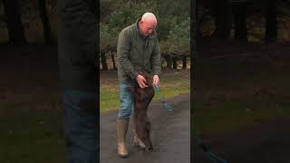 Don’t Yank Your Dogs Lead When Teaching Heelwork