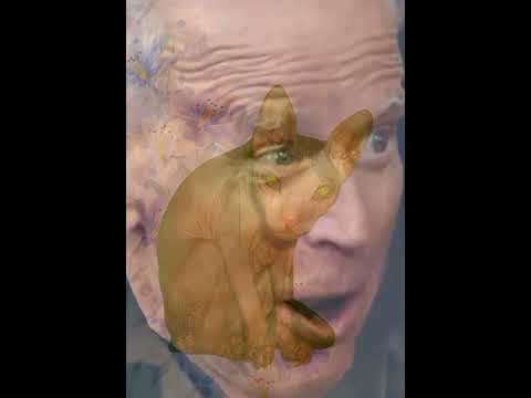 Zelensky vs. Biden кто кого? #котики #коты #кошки #приколы #новинка