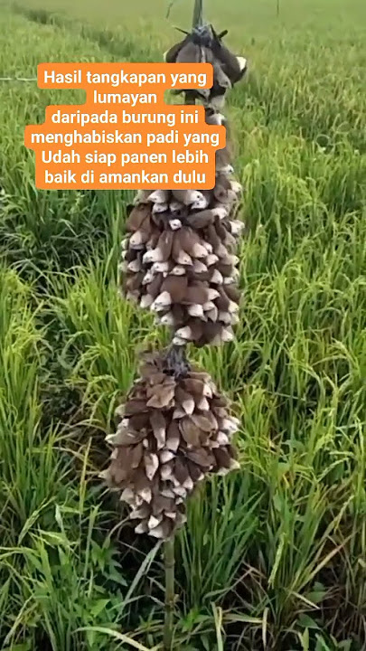 mikat burung pipit di sawah #shorts