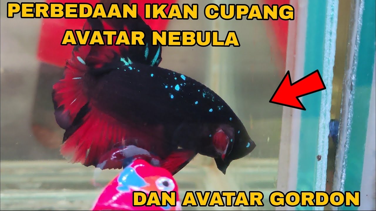 REVIEW IKAN CUPANG AVATAR NEBULA DAN AVATAR GORDON‼️