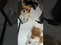 Full Video Link Below KokoniDaily PuppySnuggles KokoniLife LittleKokoni PuppyJoy Kokonivibes Full Video Link Below KokoniDaily PuppySnuggles KokoniLife LittleKokoni PuppyJoy Kokonivibes
