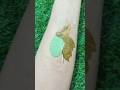 Simple Leaf Mehndi design✨ #shorts #leafhenna #creativehenna #artofhenna #dailymehndi