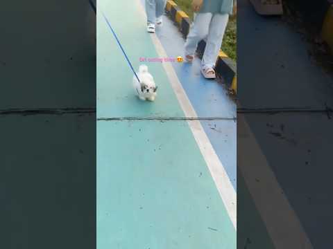 #mizOri outing time #puppy #shitzu #jimcorbettwildlifeandnatureview #shitzu_lover #pets #fypシ #cat