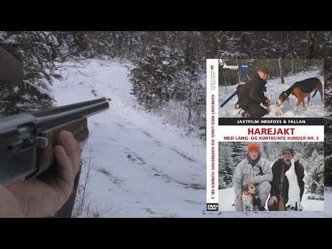 Video: Kan Hunder Få Hjernerystelse?