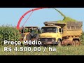 MILHO + CAPIM = 55 t / ha de silagem e pasto a custo zero e 3 UA's/ha