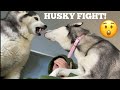 Huskies First Fight Ever! And How I Stop It! [SO SCARY!]