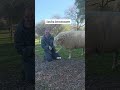 Sheep demands pets like a dog 🐕
