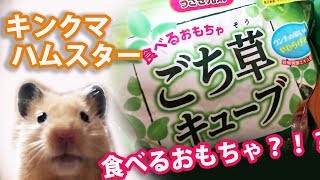 食べるおもちゃ「ごち草キューブ」買ってみた！キンクマハムスター日記