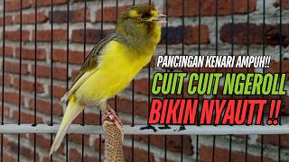 Download Lagu SUARA Kenari GACOR PANJANG Pancingan \u0026 masteran Kenari Paud AGAR gacor AMPUH Kenari MACET bunyii MP3