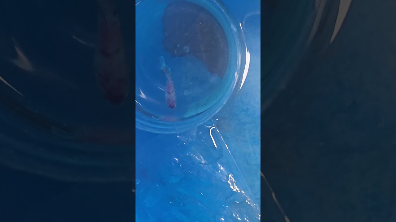 Betta Fish - Beautoful Couples 