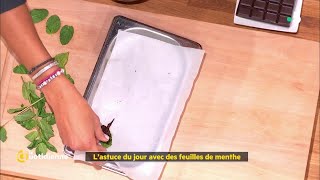 L'astuce de Farida avec des feuilles de menthe - La Quotidienne