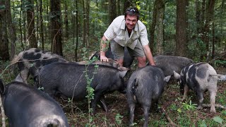 Forest Pigs with a Permaculture Expert