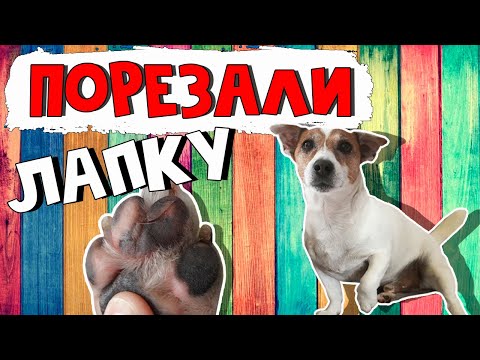 СОБАКА ПОРЕЗАЛА ЛАПУ/ Пострадали от рук "вершины эволюции" 🐶🐾😬/Dog cut his paw pad