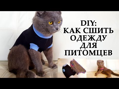 DIY: Одежда для мелких животных. Шитье по универальной выкройке - YouTube