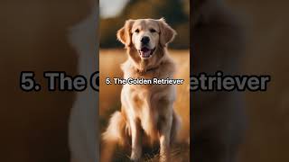 The Most Dorable Dog breed Top 10