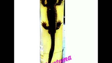 Amphibia - Zoology Practical B.Sc 2nd Year