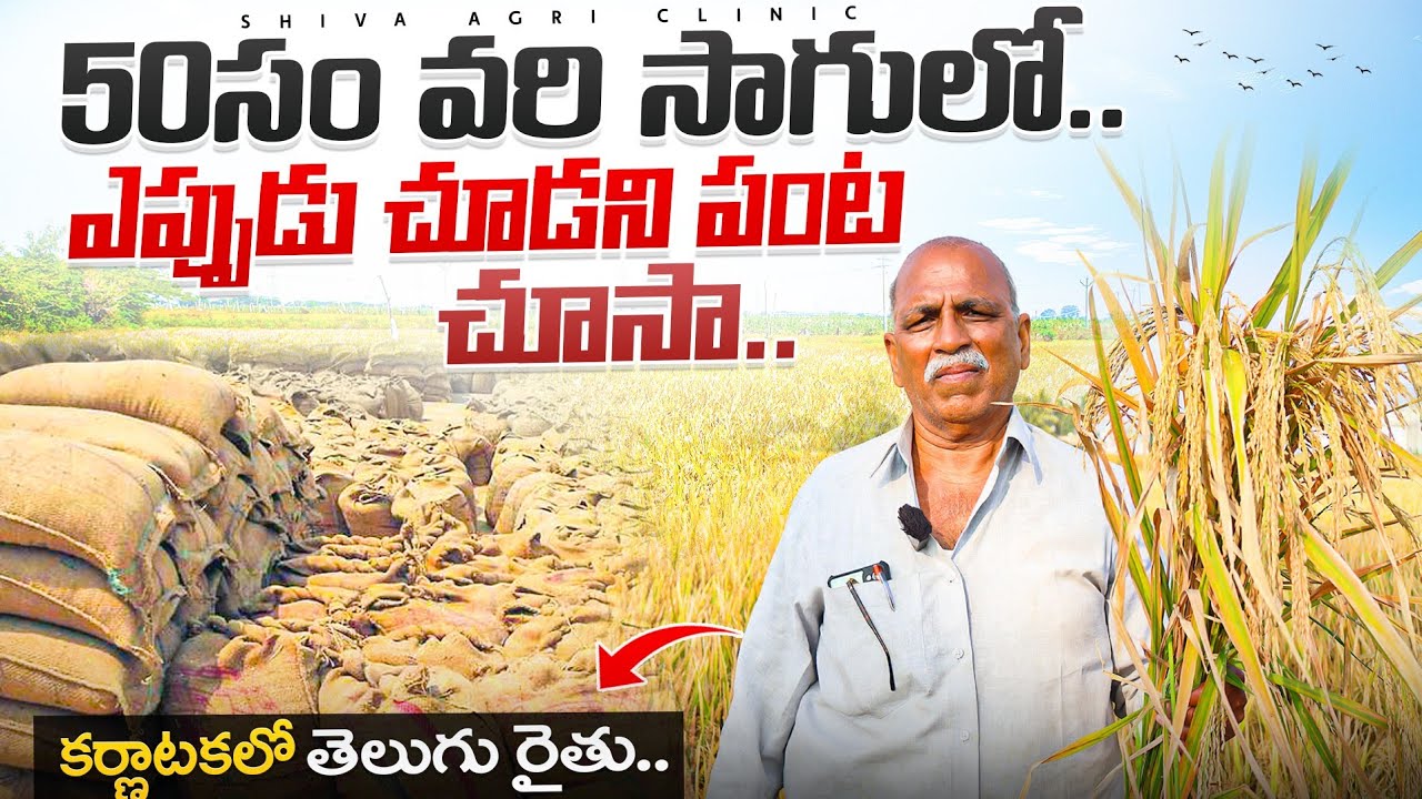ఎప్పుడు చూడని వరి దిగుబడి | High Yield Paddy Cultivation In Telugu | Paddy Farming |Shiva AgriClinic