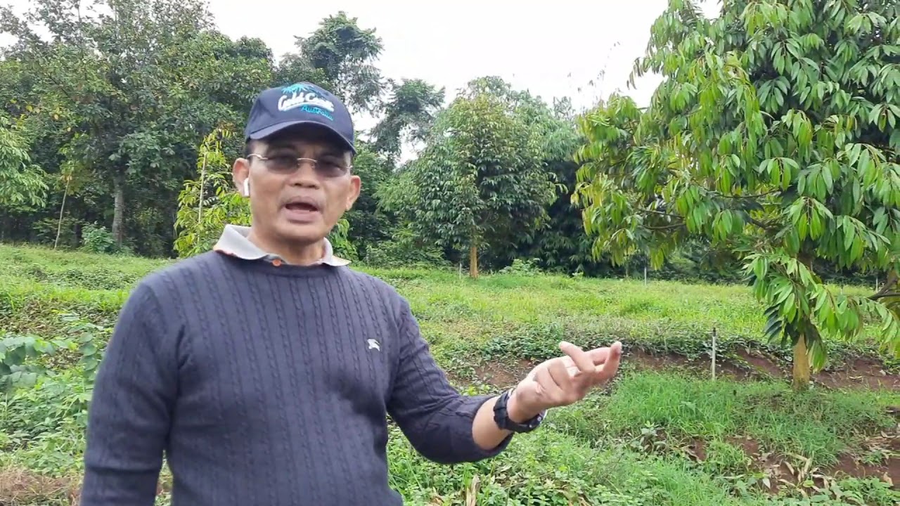 Usia 2 Tahun Pohon durian Siap Dibuahkan, Cek Kebun Pondok AW Bersama Pak Jendral