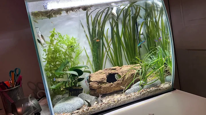 Fluval Flex 57L Community Tank Time Lapse