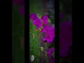 Short on iPhone #kluniversity #vijayawada #klu #trending #trendingshorts #shortvideo #trendingshorts