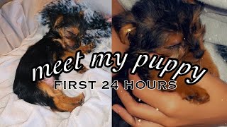 FIRST 24 HOURS W/ MY TEACUP YORKIE PUPPY  + TIPS & TRICKS | TayyLiz