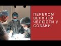 Перелом верхней челюсти у собаки