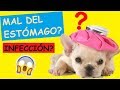 Cómo Curar A Mi Perro De INFECCIÓN INTESTINAL