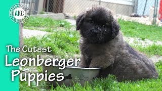 The Cutest Leonberger Puppies