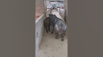 Secrets of pig training a step by step guide#29