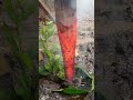 menyepuh tambak