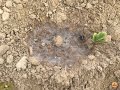 Building Soil Organic Matter While Your Crop Is Growing