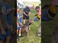Incredible pitbull is trained to recognize weapons #shorts #youtubeshorts #dog