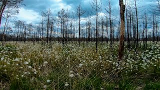 ОДИНОЧНЫЙ ПОХОД ЧЕРЕЗ САМОЕ БОЛЬШОЕ БОЛОТО.