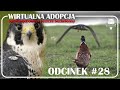 Odcinek #28 - Sokół wędrowny🪶