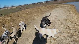 1.29.2024 Anatolian Shepherd puppies