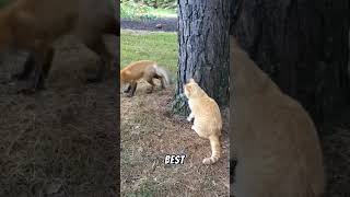 Cat vs Fox - Who Wins ?? cat fox animals viral