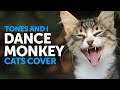 Dance Monkey Cats Parody Cover Donald Trump