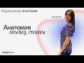 Анатомия мышц спины | Нормальная анатомия человека