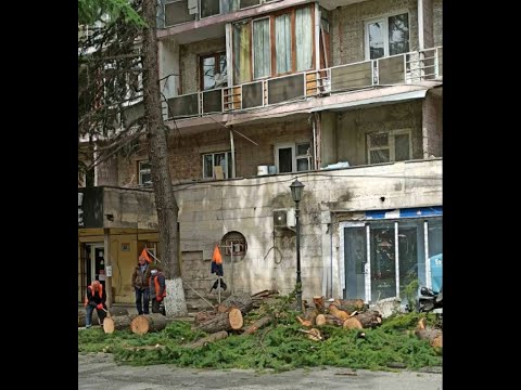 რატომ მოიჭრა ბორჯომის ცენტრში მრავალწლიანი ხეები