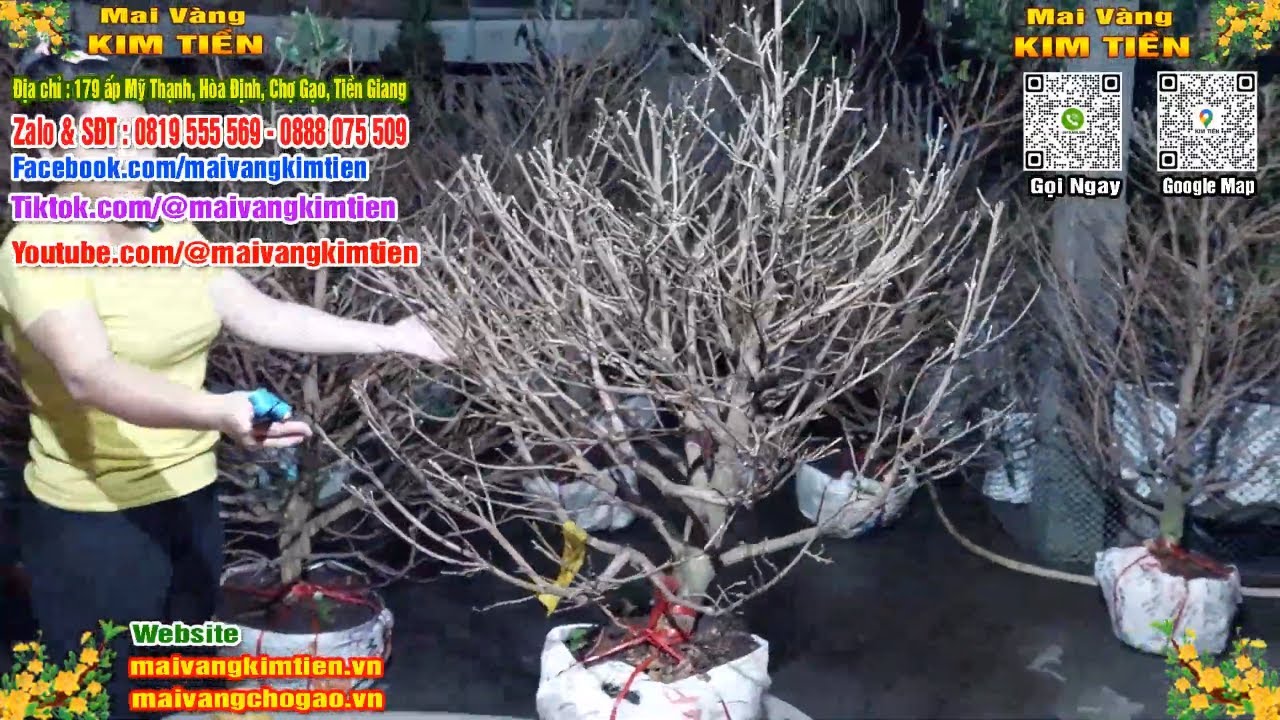 Phôi Mai Thủ Đức Giá Rẻ Bao Ship Bao Sống Toàn Quốc - Mai Vàng Kim Tiền Chợ Gạo