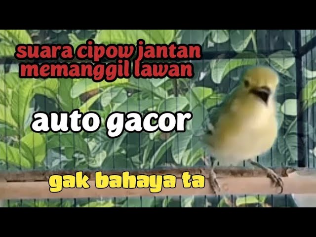 SUARA CIPOW SIRPU JANTAN MEMANGGIL LAWAN ASLI ALAM LIAR BIKIN EMOSI GACOR SEMUA JENIS CIPOH APAPUN class=