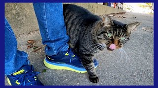 最初は恐る恐るだったけど段々懐いてきたキジトラ猫がカワイイ