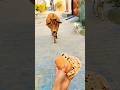 Golden Retriever & Calf Birthday Party! ✨ #shorts #animalfriendship #goldenretriever