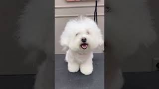 Grooming My Adorable Bichon Frise After a Long Break!  | Fluffy Dog Makeover Tutorial