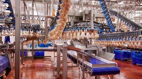 Revolutionizing Poultry Processing: The Automated Precision of Modern Slaughterhouses