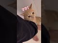 生まれて初めてお風呂に入る子猫がビビり過ぎて可愛い…