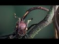 Attack of the Killer Fungi | Planet Earth | BBC Earth