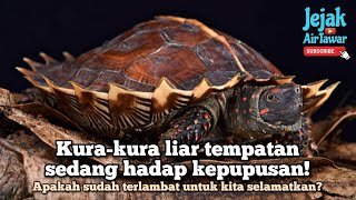Spesies kura-kura tempatan di Malaysia