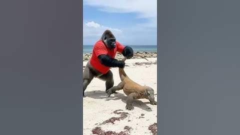 What if a Gorilla Launched a Komodo Dragon Into the Air?